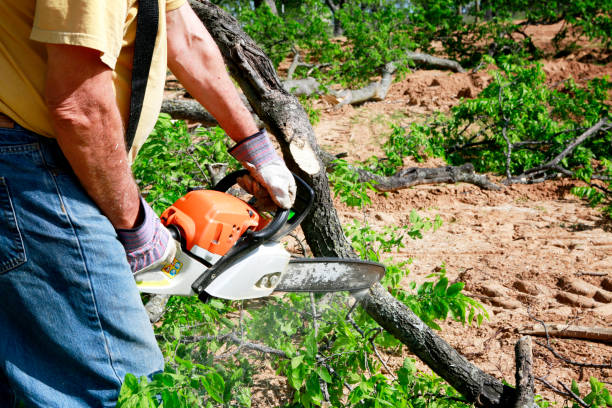 Best Affordable Tree Service  in Clear Lake, SD